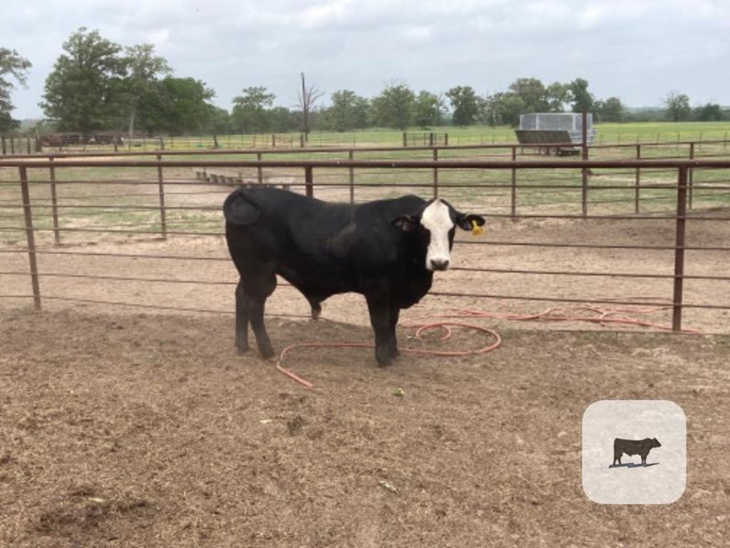 Cattle Range Listing Photo