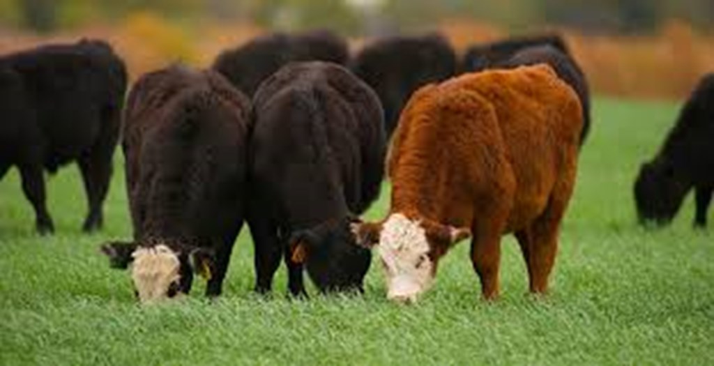 OSU: Holding on to Calves through a Down Market