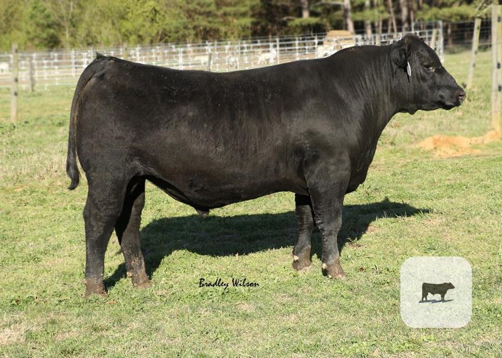 Cattle Range Listing Photo