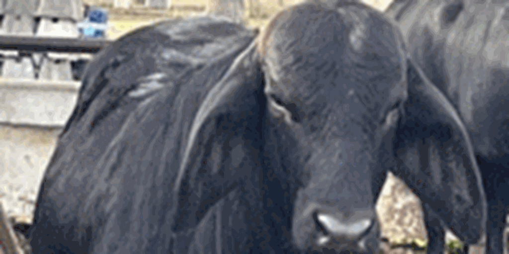 1 Black Brahman Cross Bull... South TX