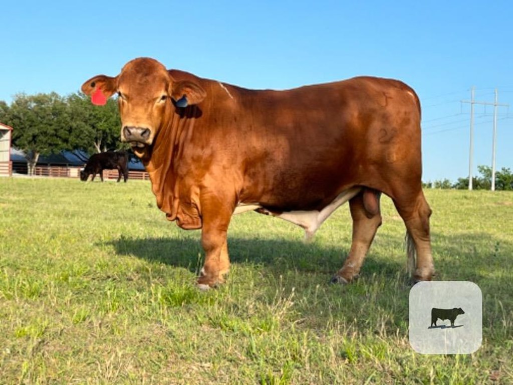 Cattle Range Listing Photo