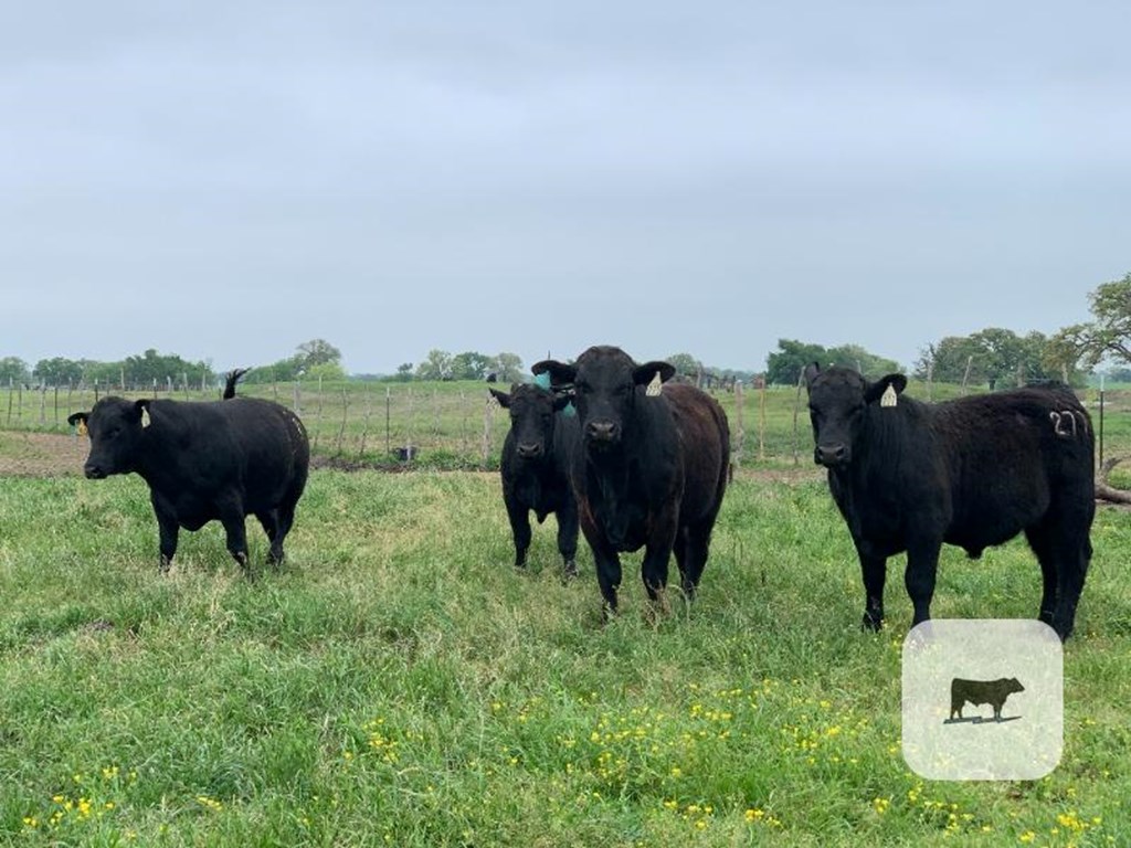 Cattle Range Listing Photo