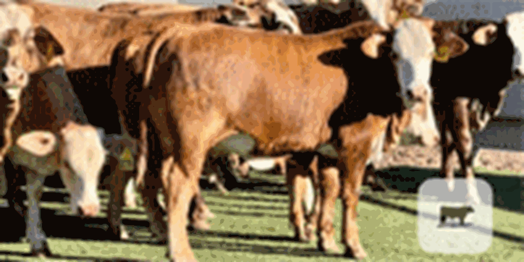 70 Braford Rep. Heifers... Central TX