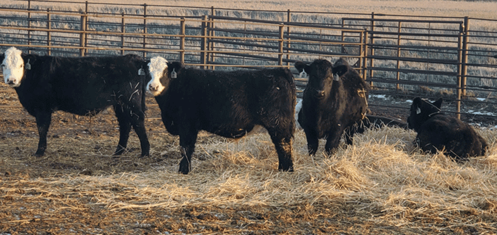 Consider Backgrounding Calves Based on Market Conditions