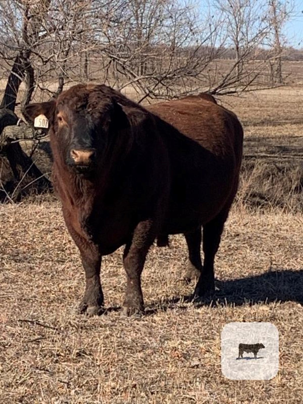 Cattle Range Listing Photo