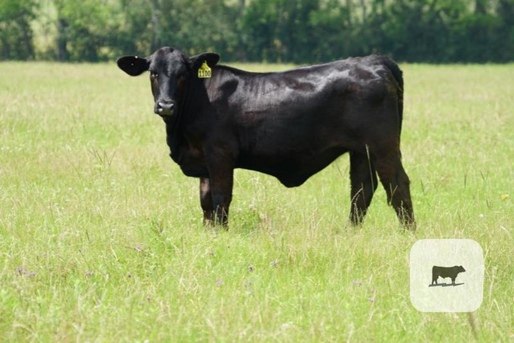 Cattle Range Listing Photo