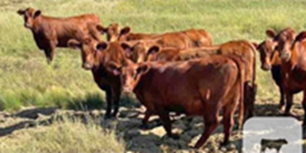 Listings Cattle Range