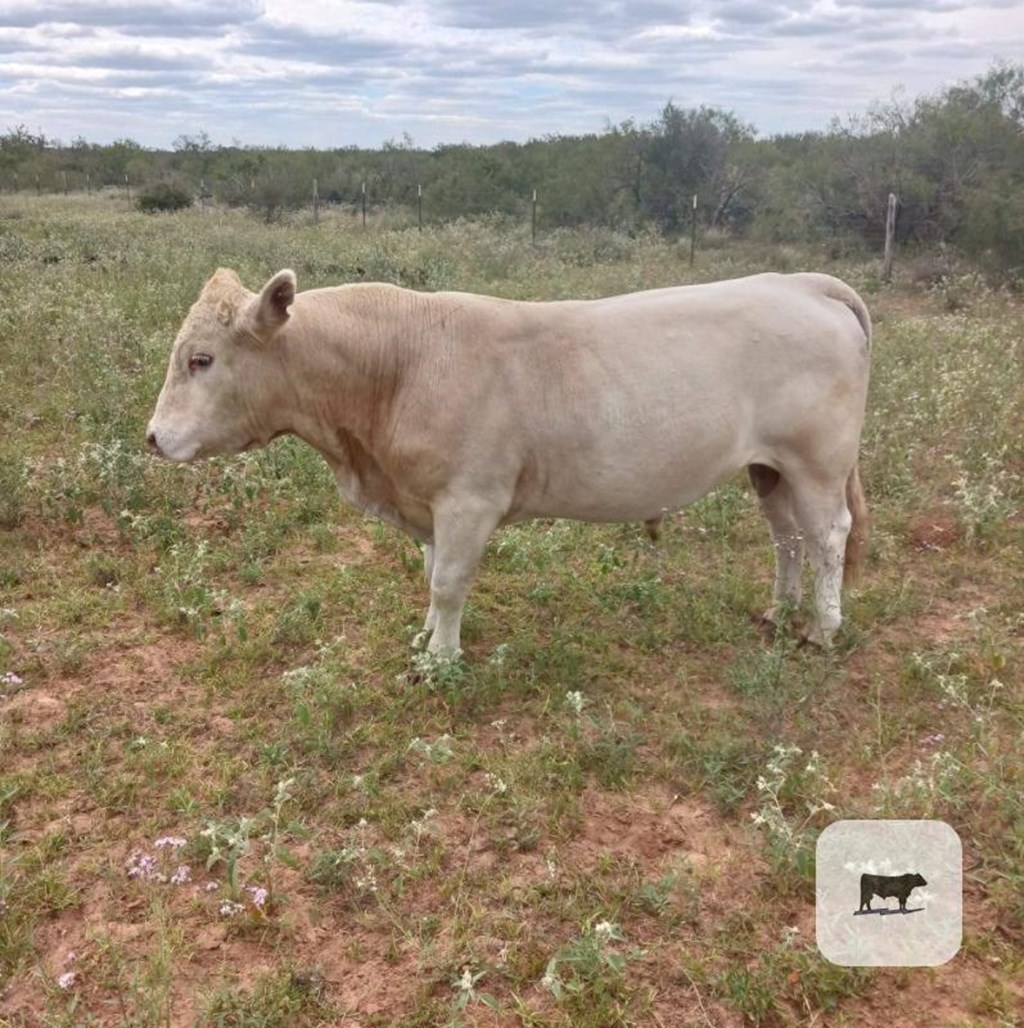 Cattle Range Listing Photo