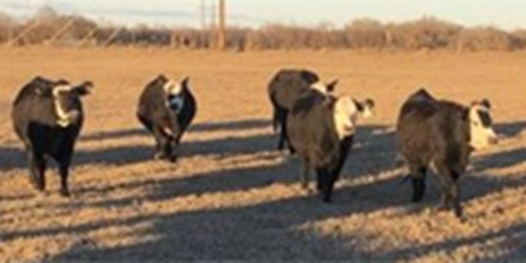15 Angus BWF Bred Heifers... Central TX