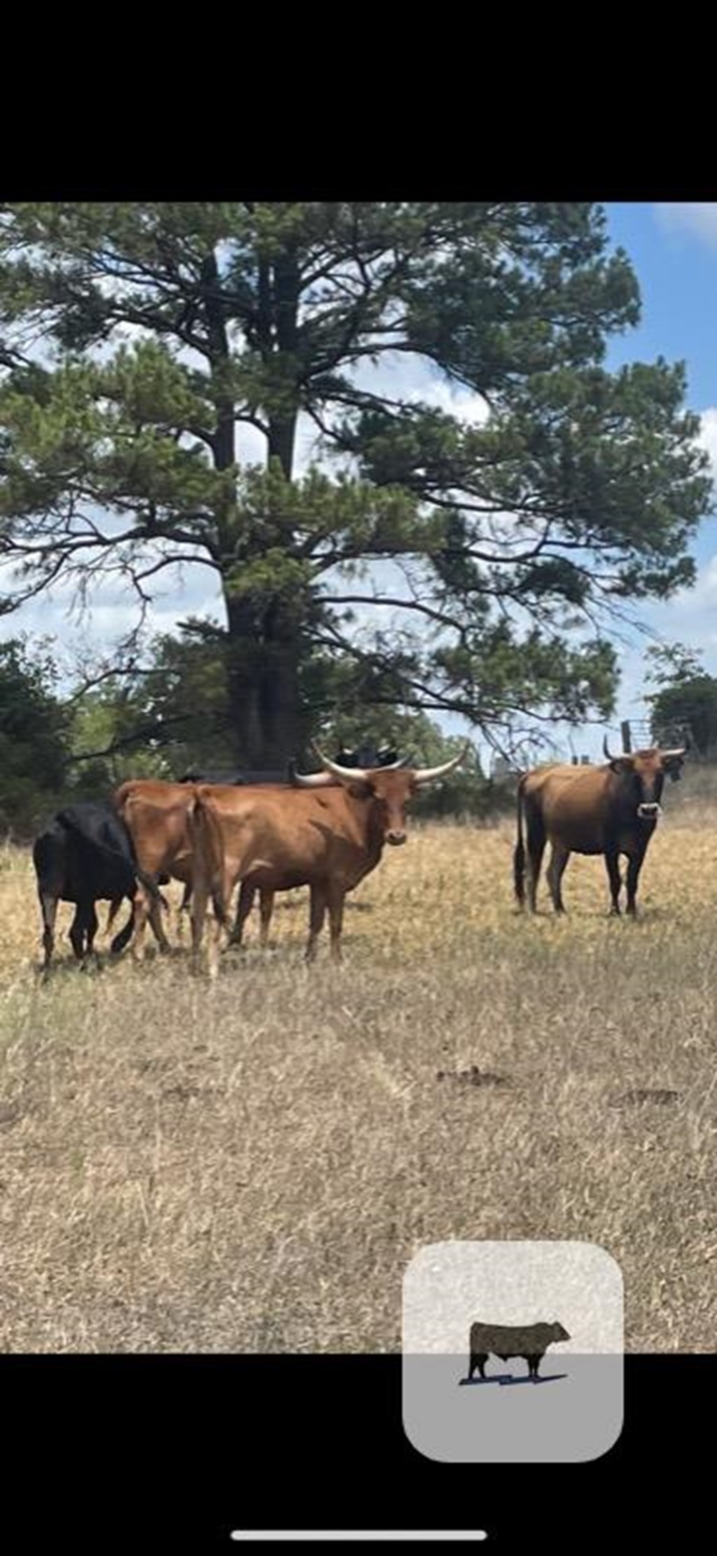 Cattle Range Listing Photo 5