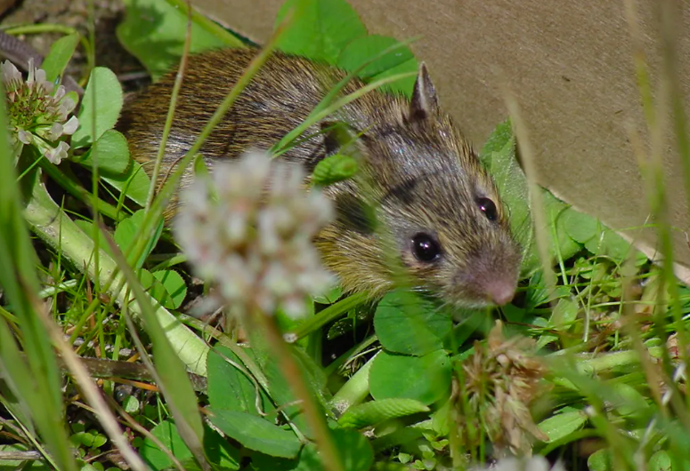 Court: Meadow Mouse Habitat Just As Important as Cattle