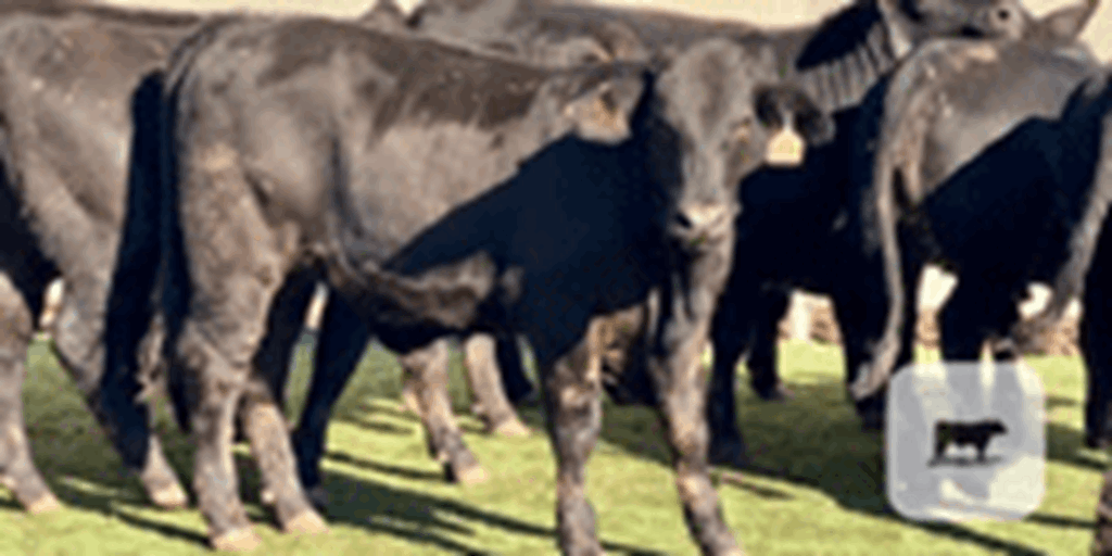 10 Black Beefmaster Rep. Heifers... Central TX
