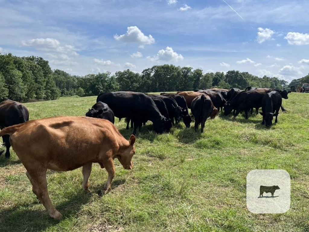 Cattle Range Listing Photo
