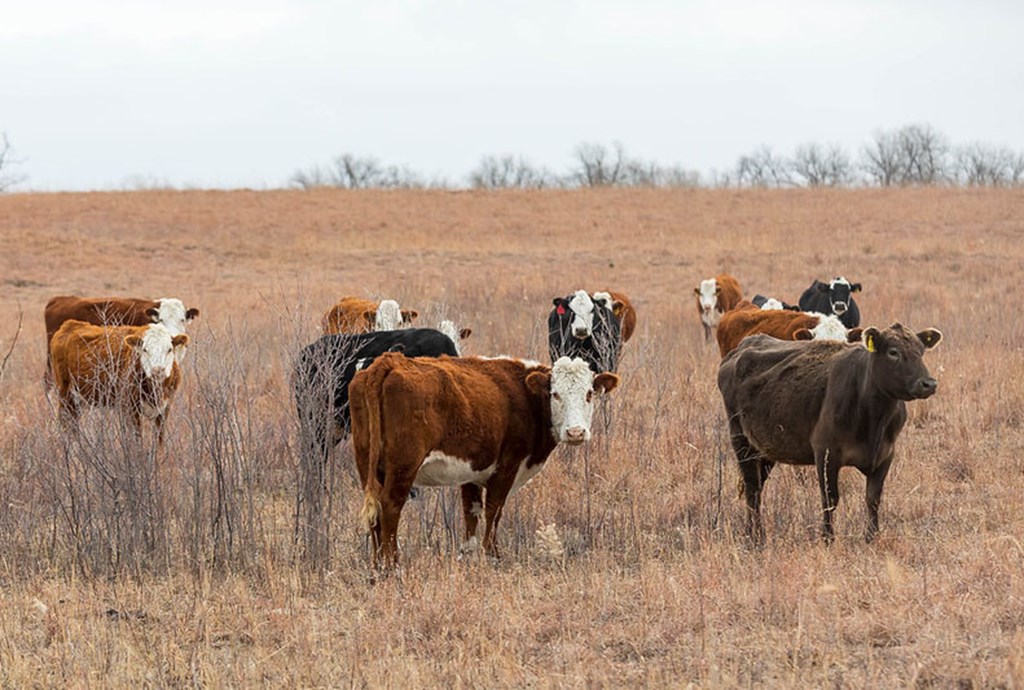 Purchasing Thin Cows: Opportunity or A Train Wreck?