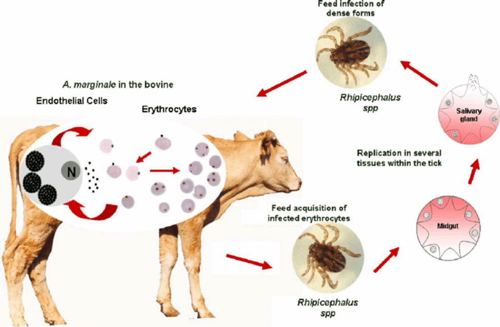 OSU Scientists develop new test for Anaplasmosis in Livestock