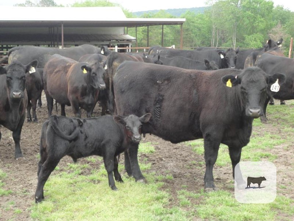 Cattle Range Listing Photo