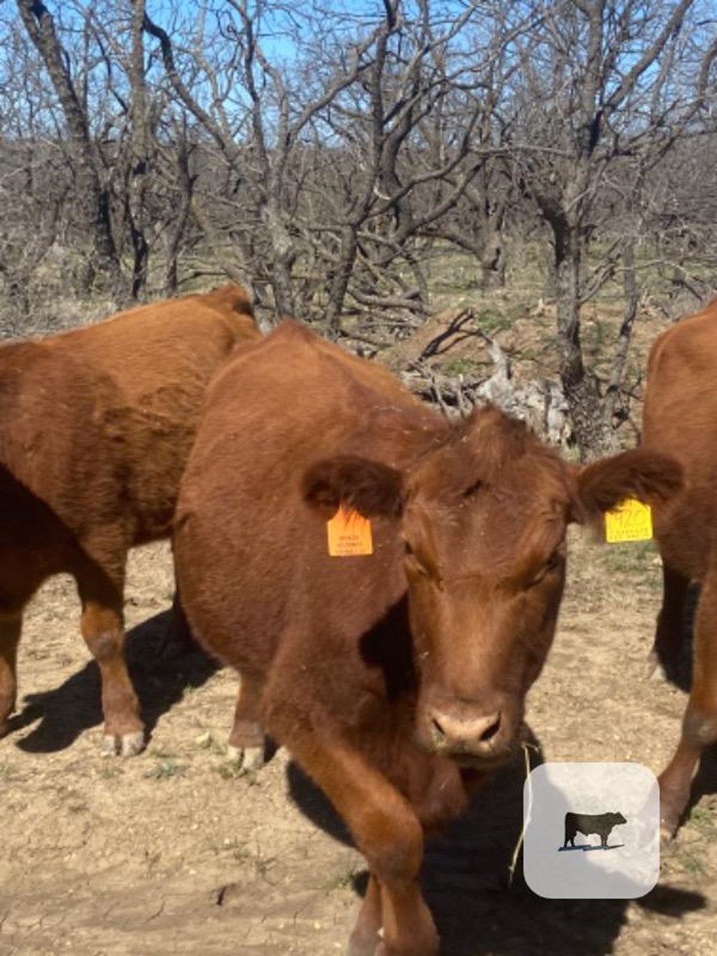 Cattle Range Listing Photo
