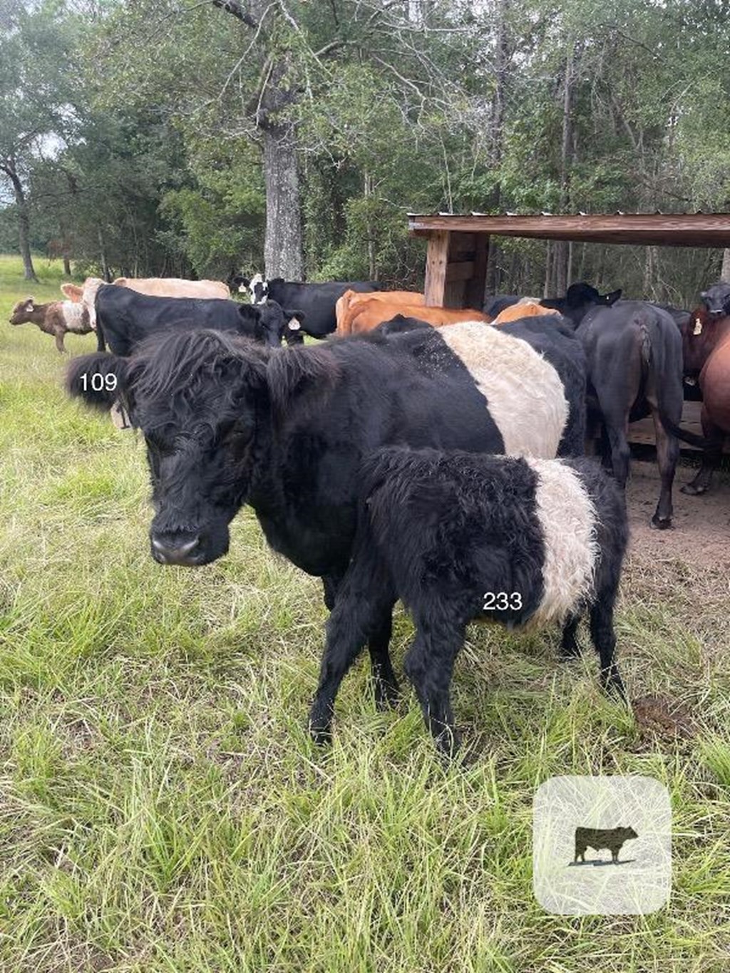 Cattle Range Listing Photo