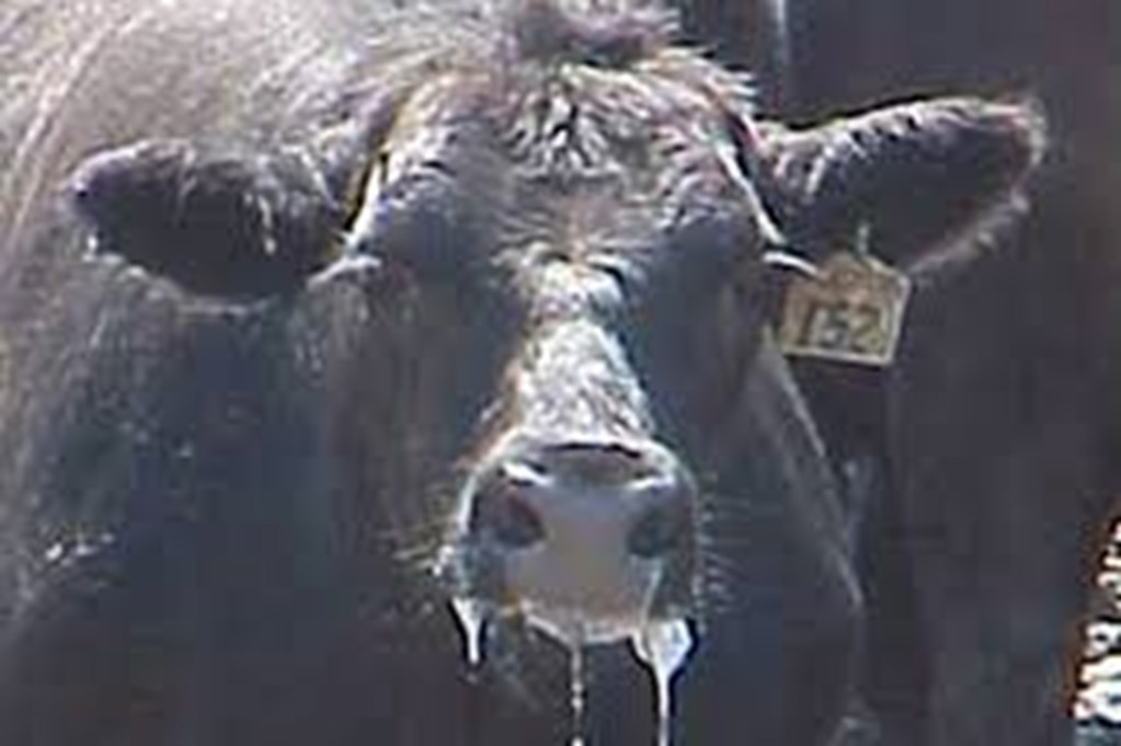 Heat, Humidity Kills 2,000+ Kansas Cattle