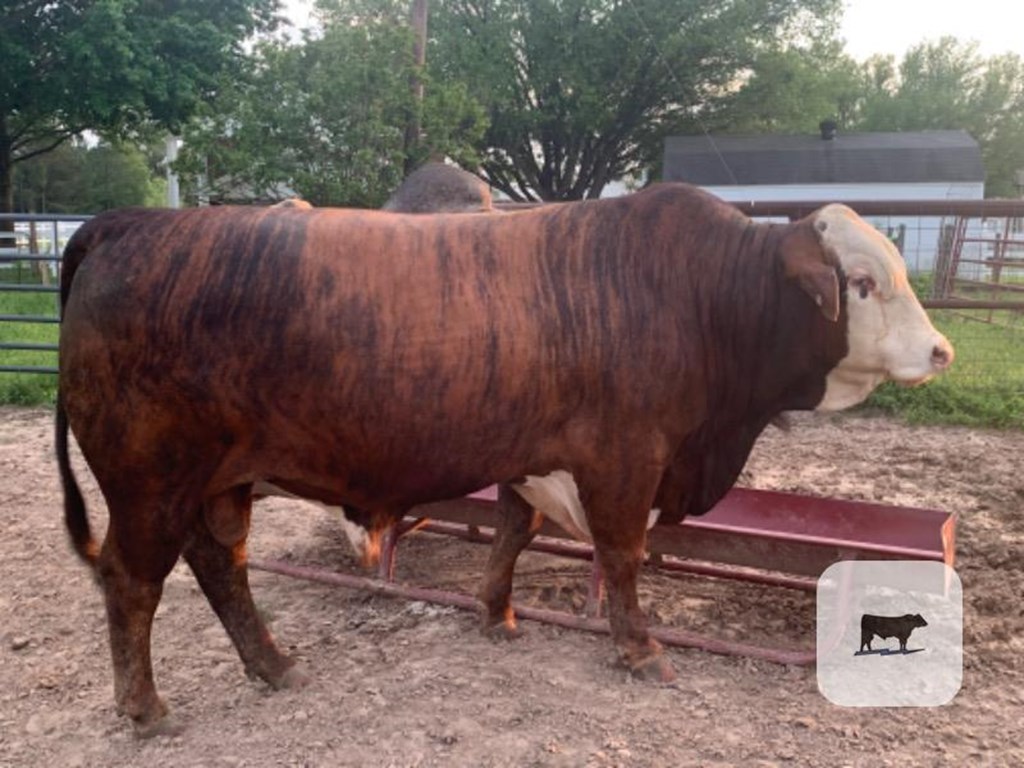Cattle Range Listing Photo