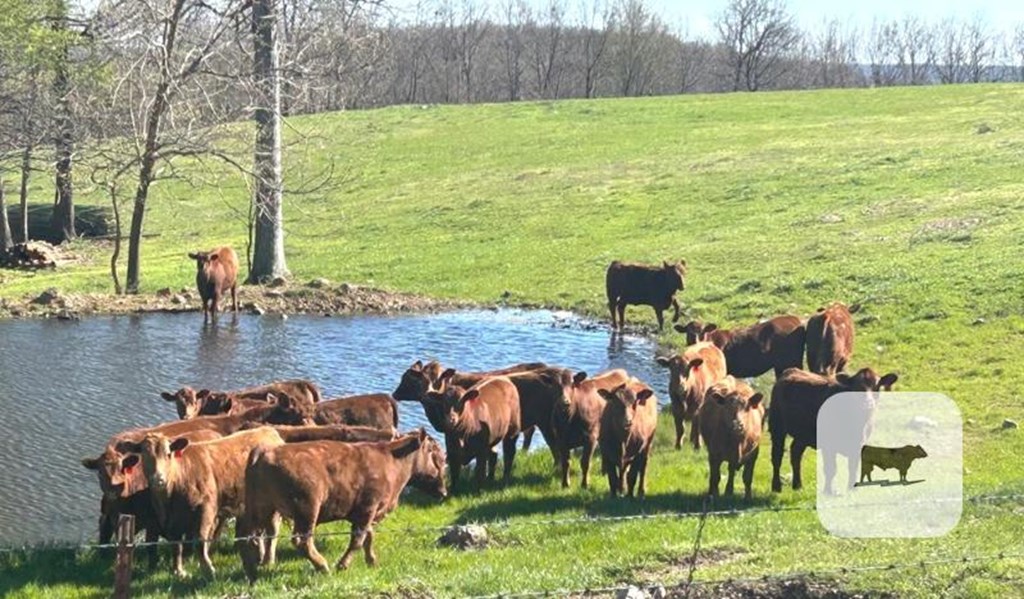 Cattle Range Listing Photo