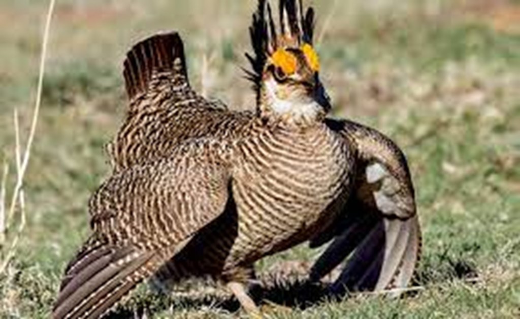 Groups file Lawsuit to Overturn Lesser Prairie Chicken Listing
