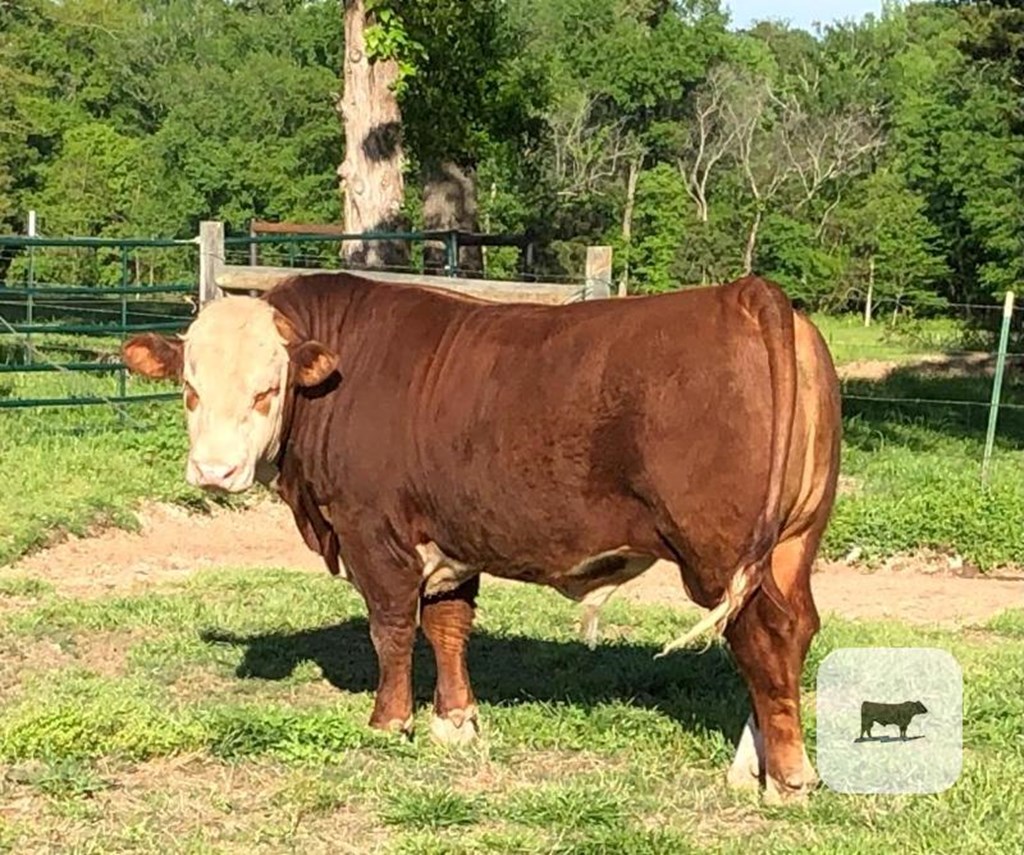 Cattle Range Listing Photo