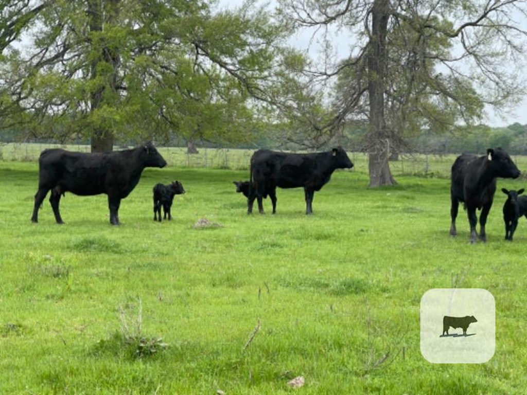 Cattle Range Listing Photo