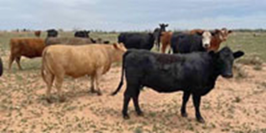 Listings Cattle Range