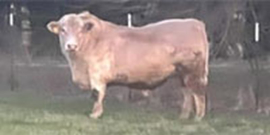 1 Reg. Charolais Bull... Northeast TX