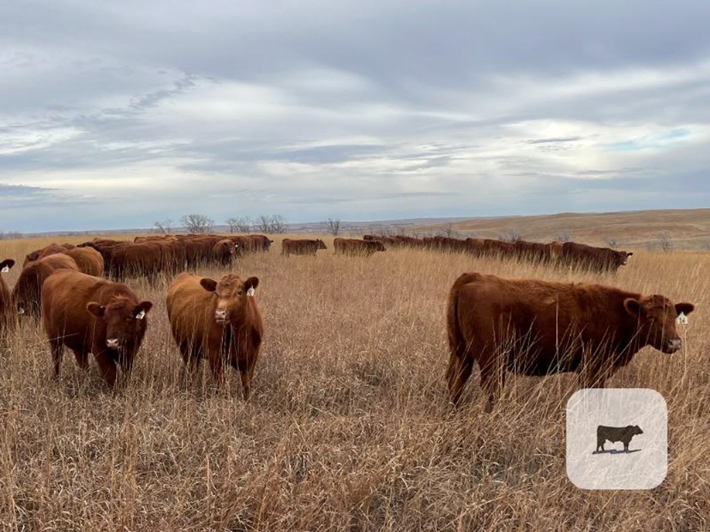 Cattle Range Listing Photo