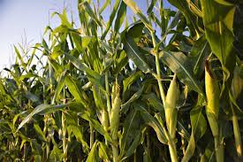 USDA Feed Outlook: Corn Production Projections Raised