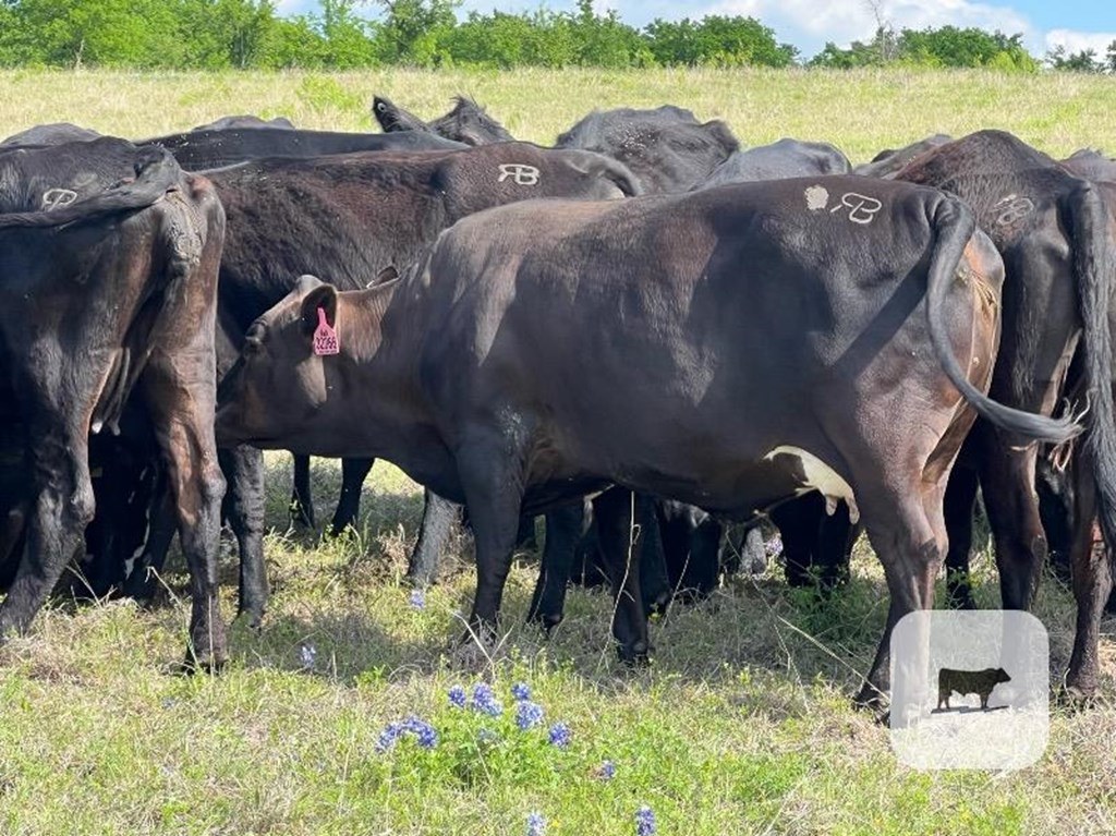 Cattle Range Listing Photo