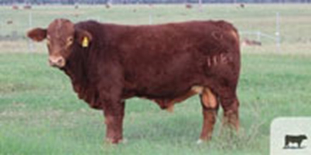 6 Reg. Beefmaster Bulls... South TX