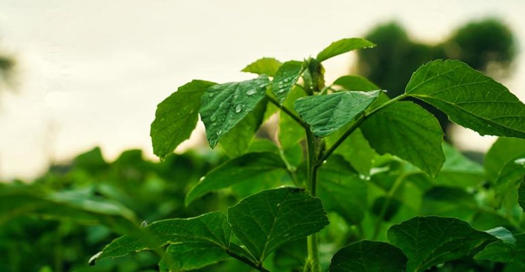 New Mexico State University Researcher examines Drought-Tolerant Guar