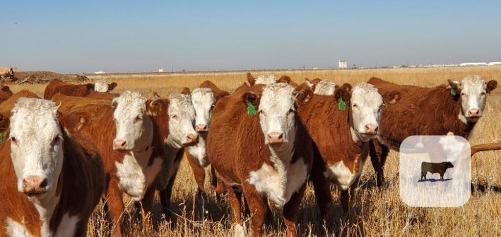 Cattle Range Listing Photo