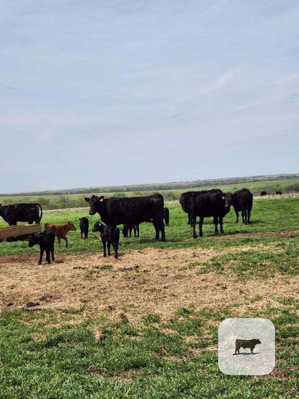 Cattle Range Listing Photo
