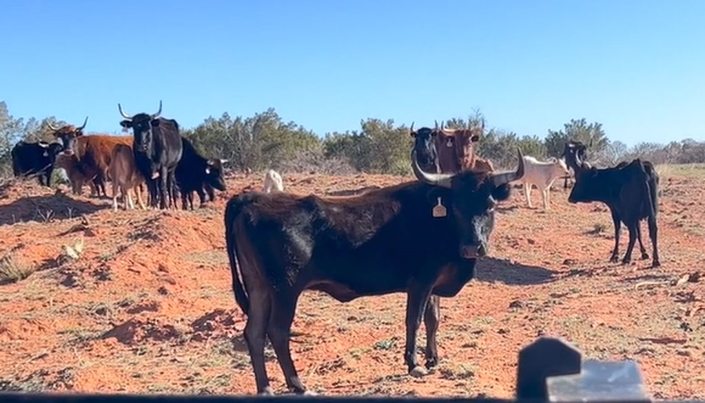 Cattle Range Listing Photo