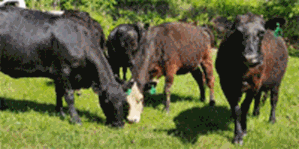 20 Angus Plus Cows w/ 5+ Calves... Northeast MS