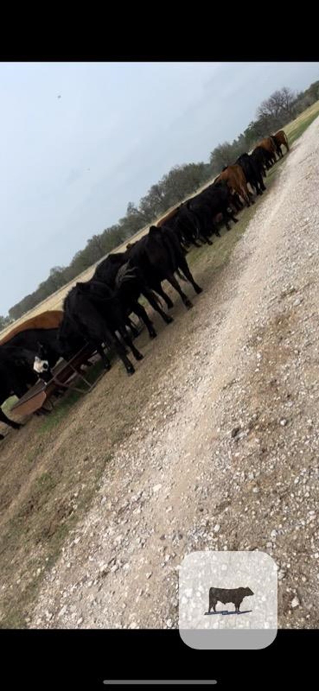 Cattle Range Listing Photo
