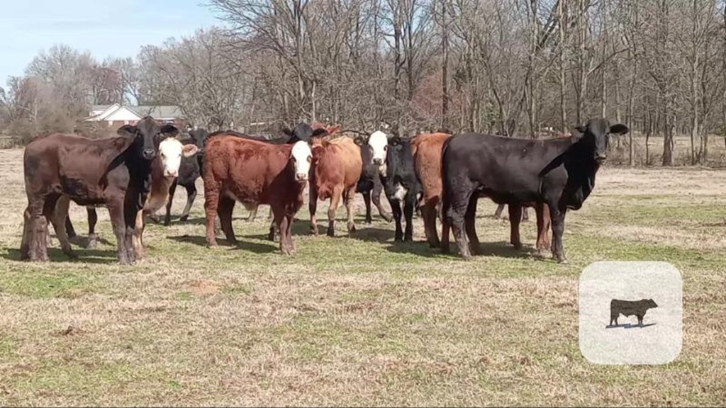Cattle Range Listing Photo