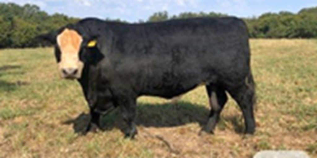 5 Reg. Black Hereford Bulls... N. Central TX