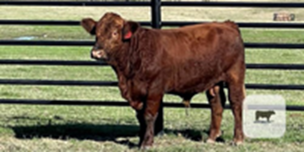 1 Reg. Simbrah Bull... S. Central TX
