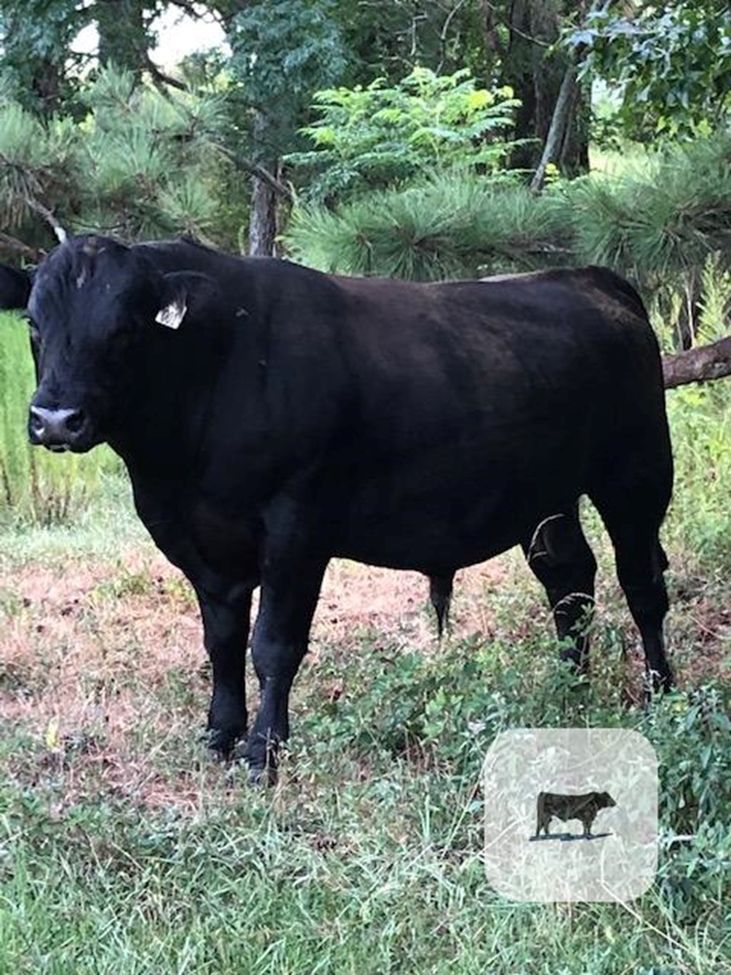 Cattle Range Listing Photo