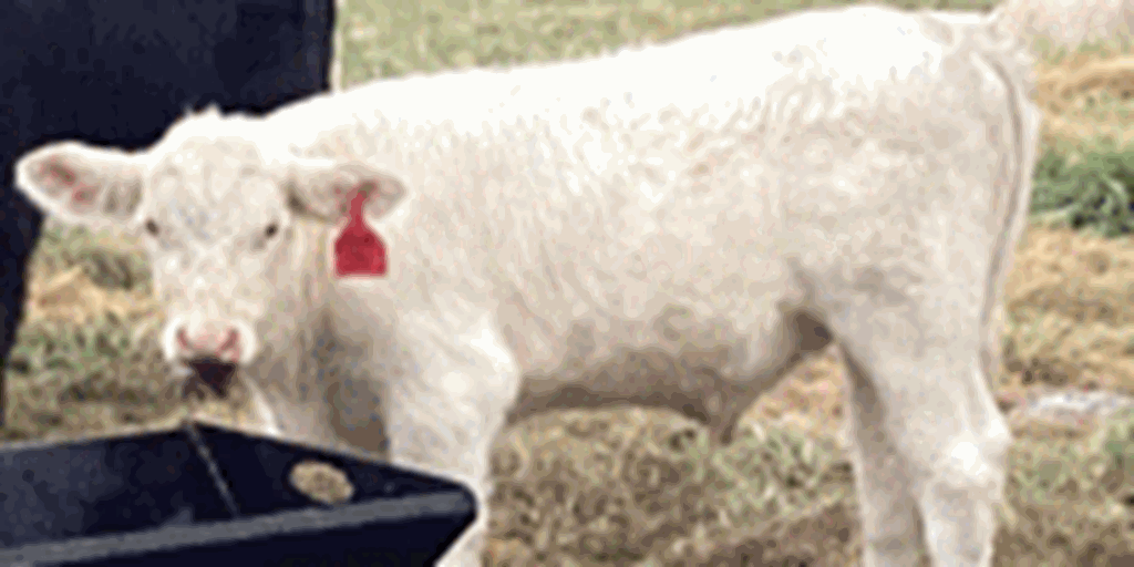 8 Charolais 1st-Calf Pairs... Northwest AR