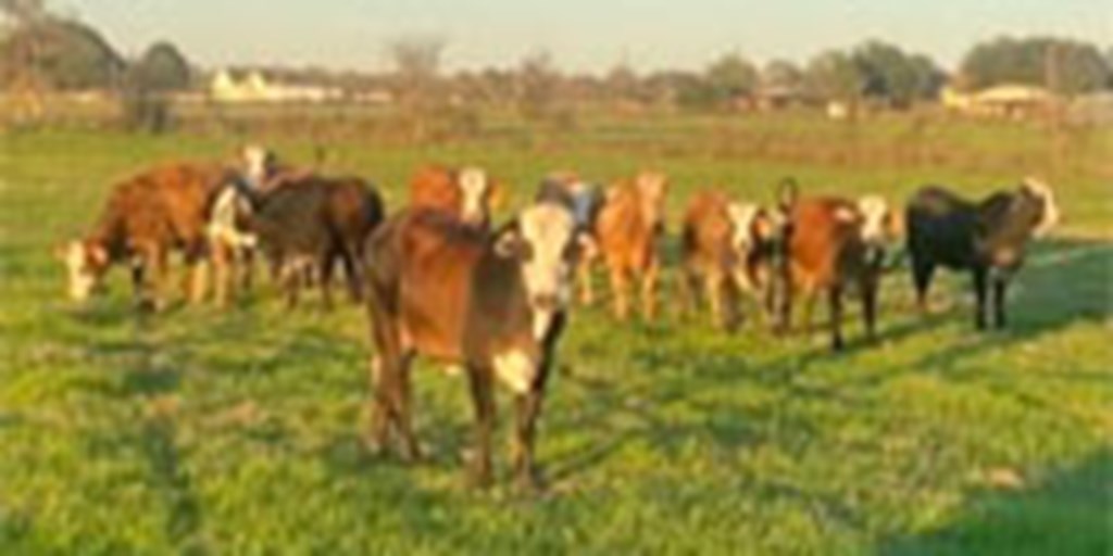 12 Braford & Tigerstripe Bred Heifers... Southeast TX