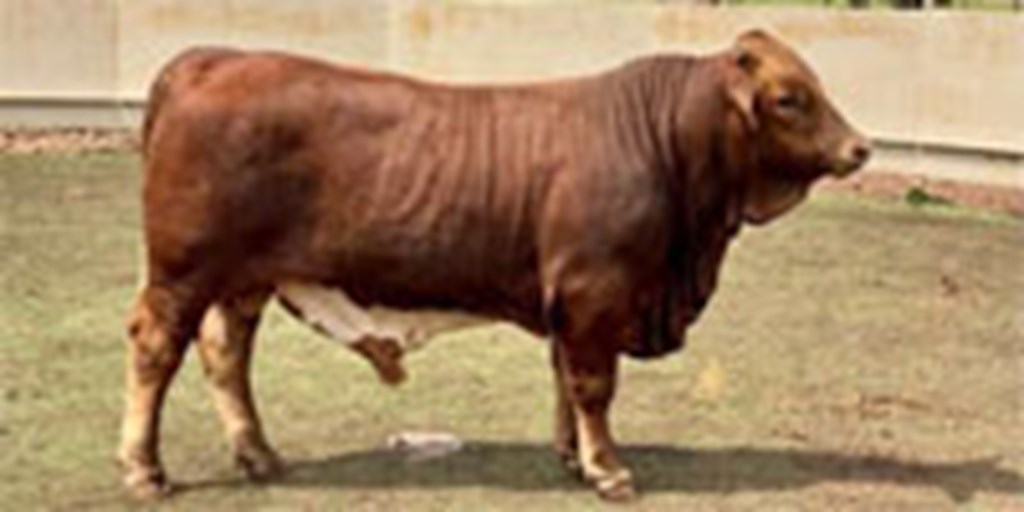 17 Beefmaster Bulls... Central TX