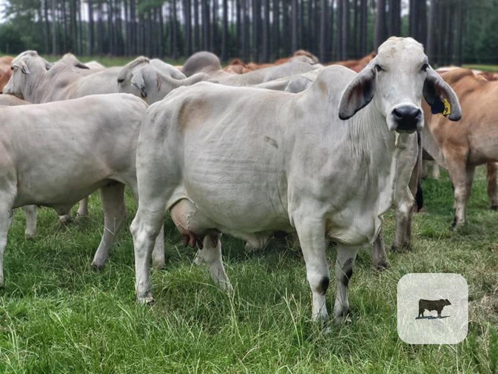 Cattle Range Listing Photo