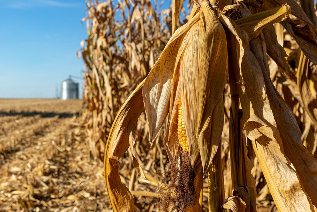 Corn Crop Harvested as of 10/8/23