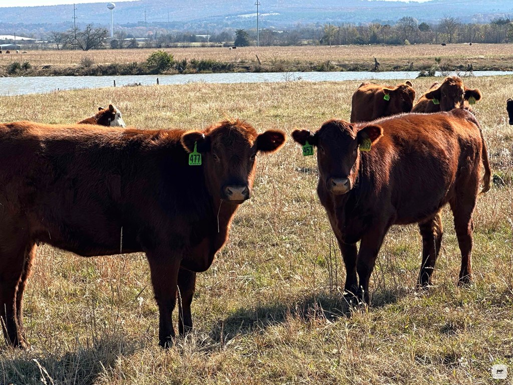 Cattle Range Listing Photo 8